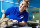 Churchill Fellowship green sea turtles