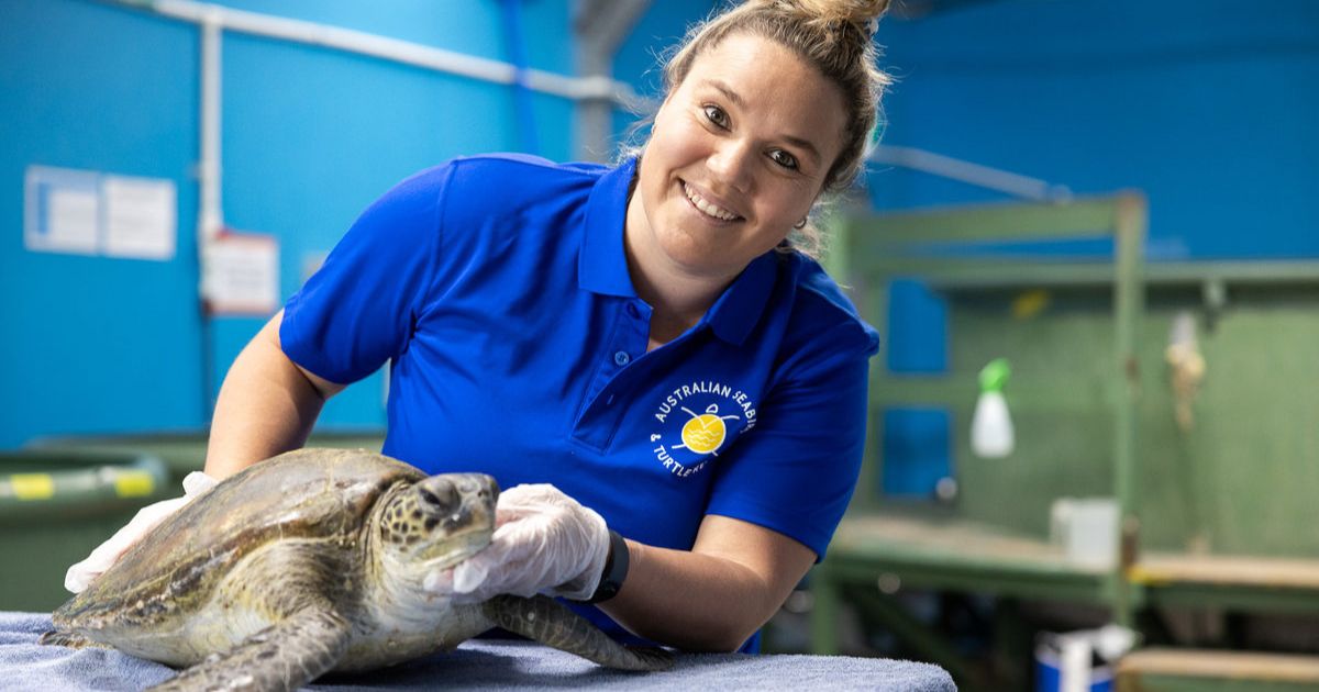 Churchill Fellowship green sea turtles