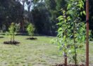Tweed Council development feedback