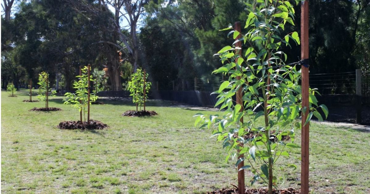 Tweed Council development feedback