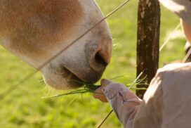 Agritourism pathways Tweed