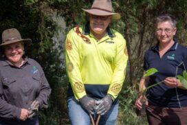 Lismore rainforest restoration