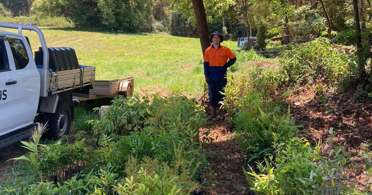 Fosters Spur bush regeneration