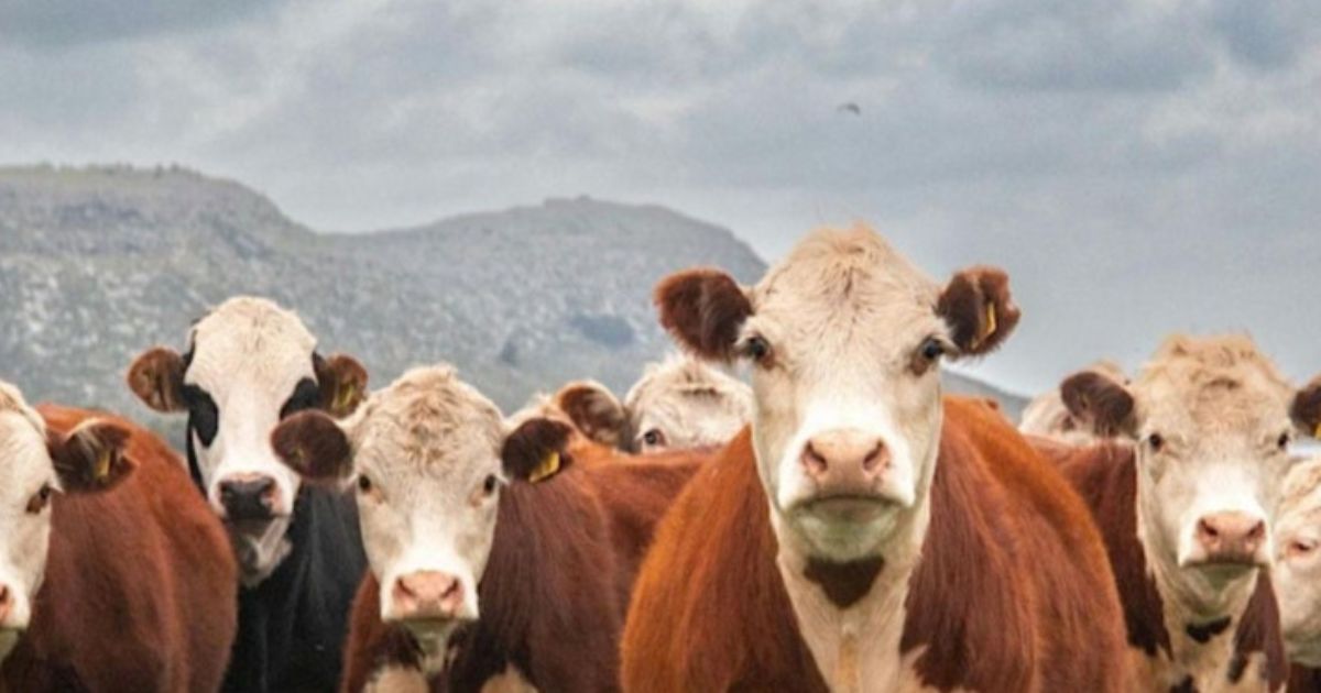 NSW Cattle Tick Program