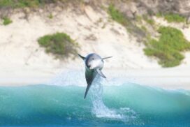 Byron Bay Hope Spot
