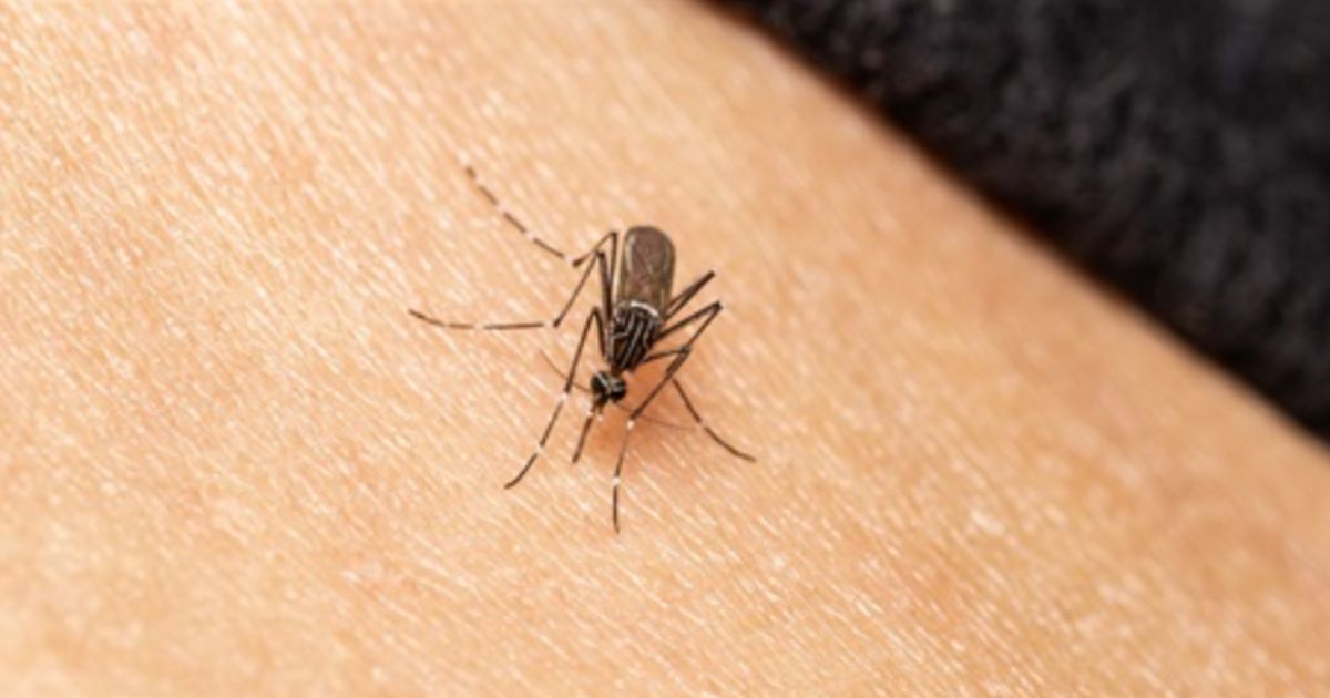 Mosquito-borne viruses NSW