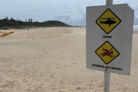 Ballina shark incident