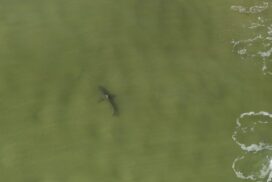Bull Shark Risk