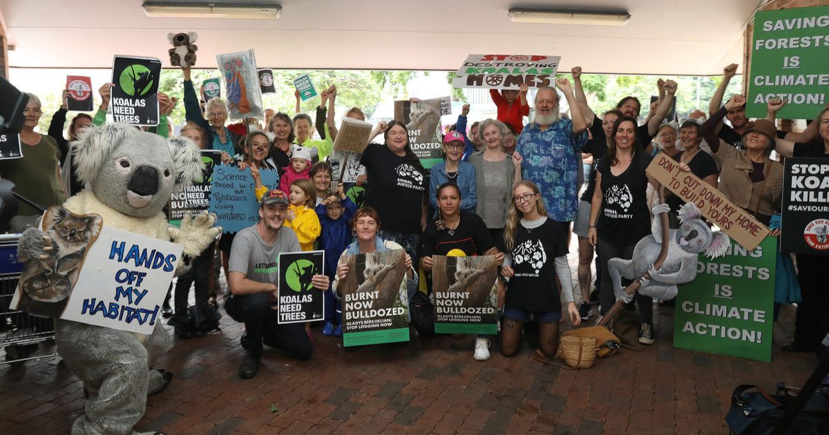Lismore Koala Forum