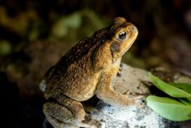 Tweed cane toad challenge