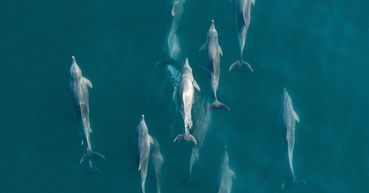 NSW Dolphin Census