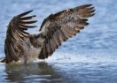 Osprey Photography Award