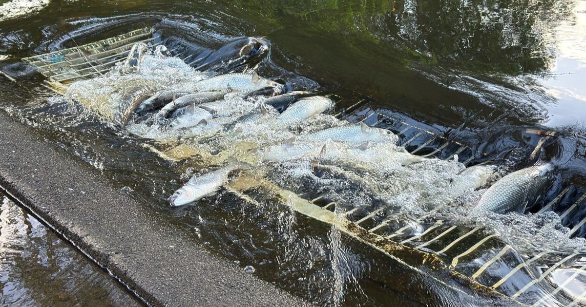 Vintage Lakes drainage