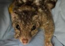 Northern Quoll recovery