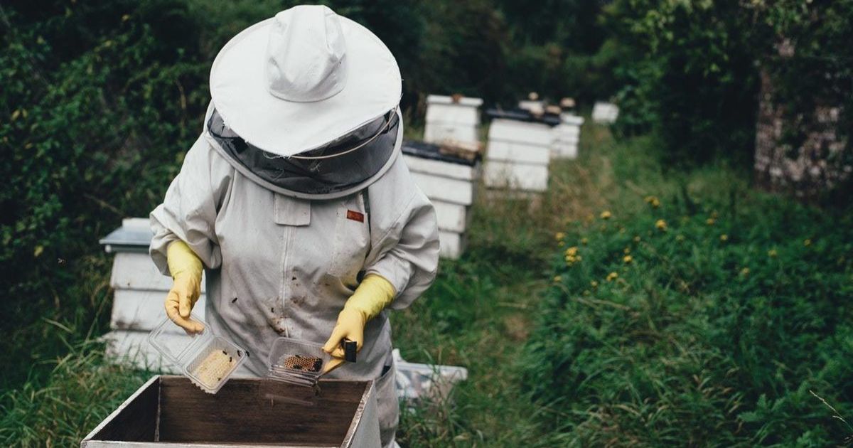 Varroa mite training
