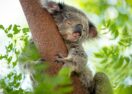 Koala breeding season
