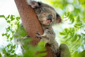Koala breeding season