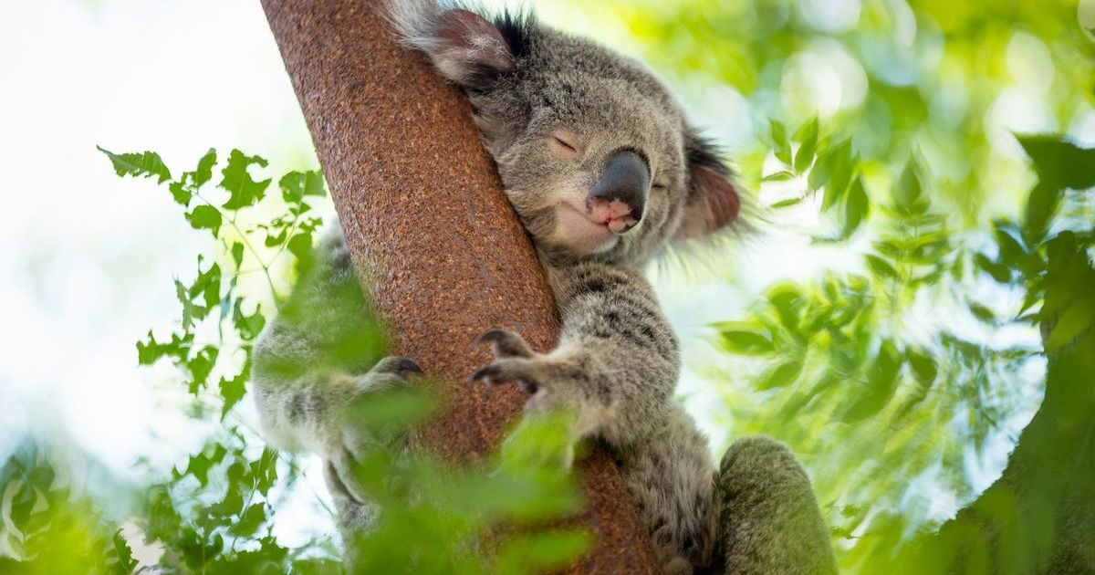 Koala breeding season