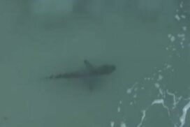 Shark attack Cabarita