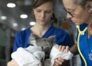 Byron Bay Wildlife Hospital
