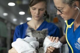 Byron Bay Wildlife Hospital