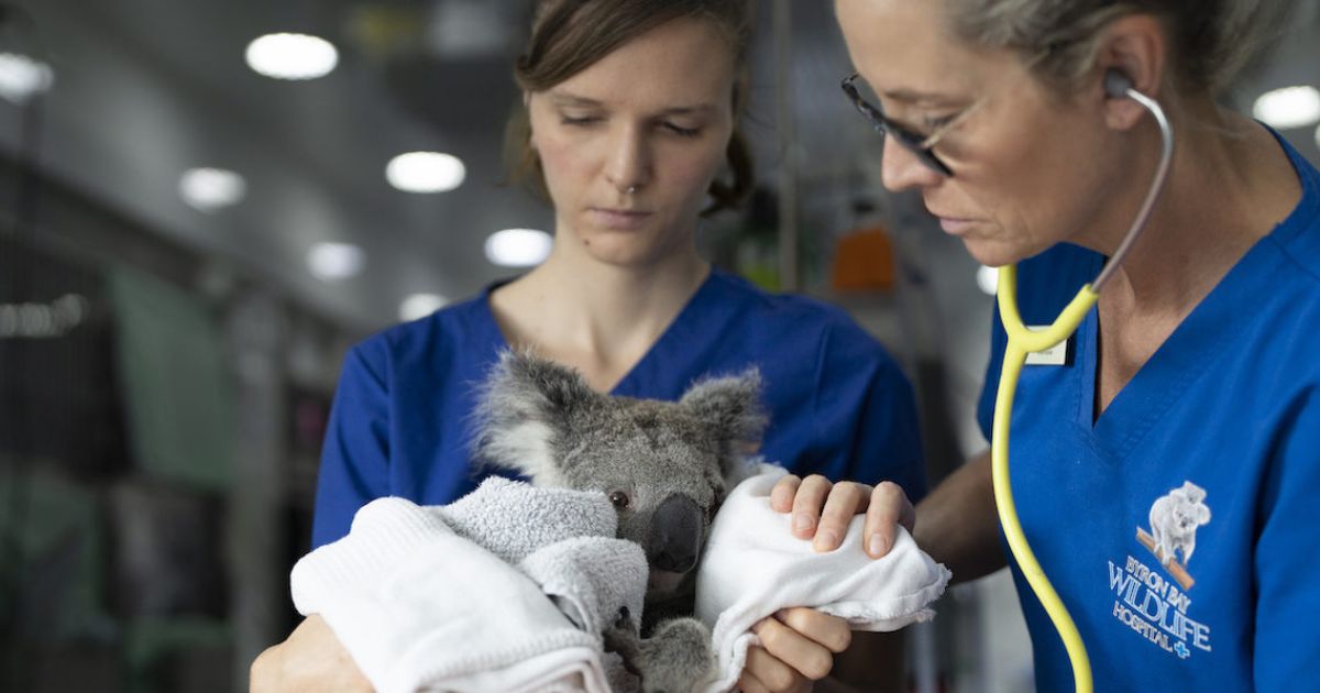 Byron Bay Wildlife Hospital