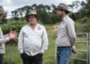 koala conservation