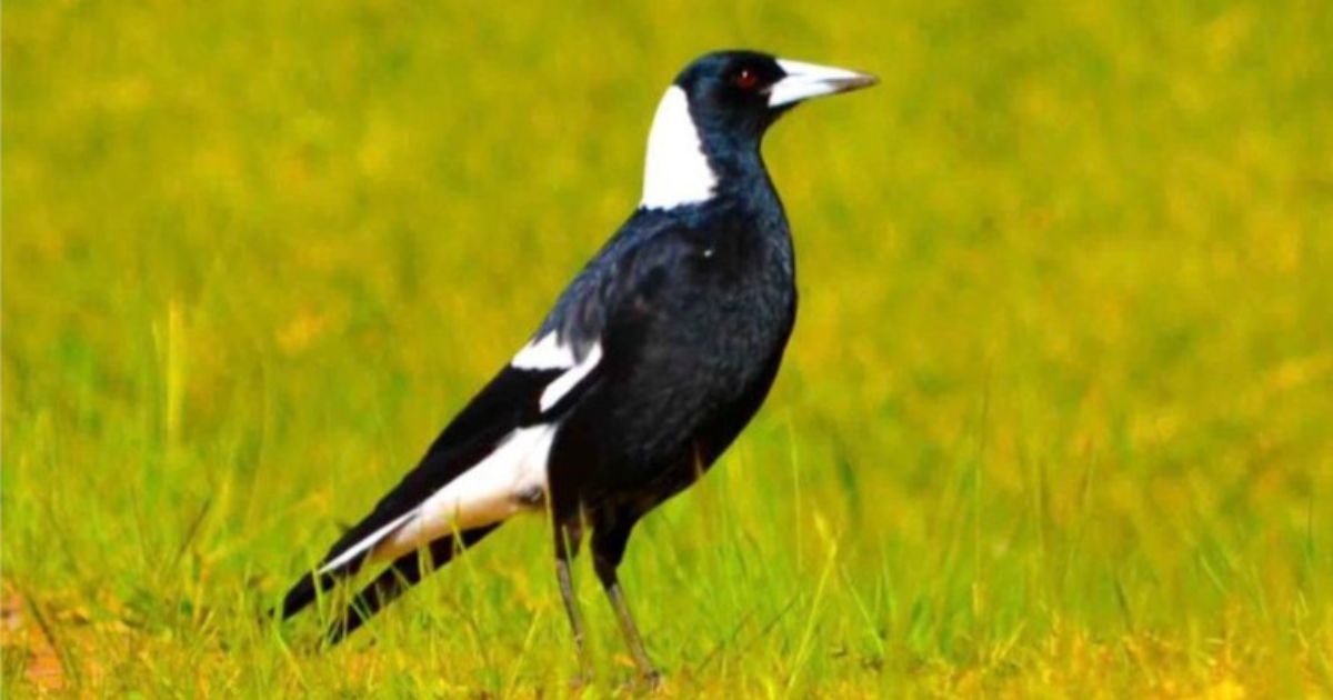 Magpie swooping season