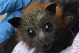 Australian bat lyssavirus