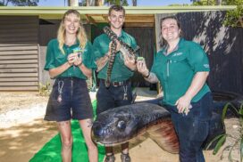 Byron Bay Reptile House