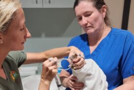 Northern Rivers Wildlife Hospital charity auction