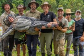 Bangalow Koalas planting