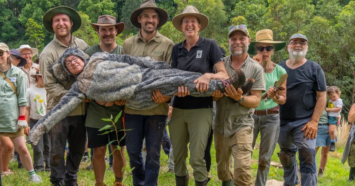 Bangalow Koalas planting