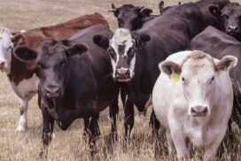North Coast farmers holiday livestock care