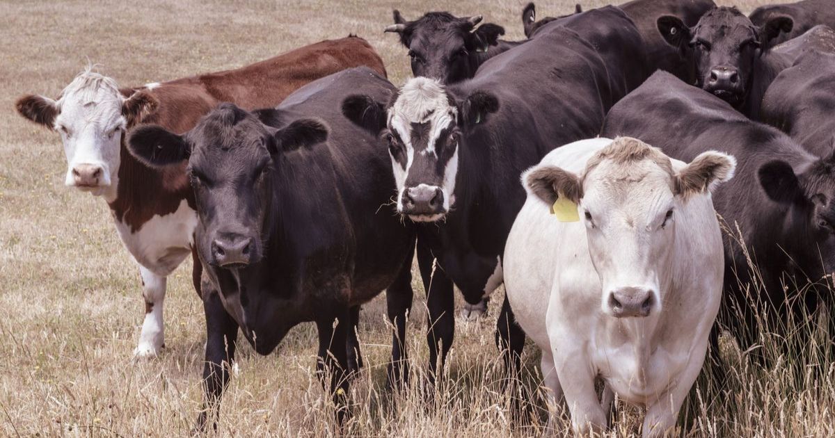 North Coast farmers holiday livestock care