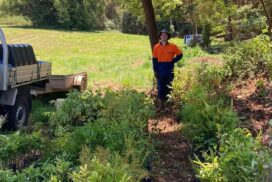 Fosters Spur bush regeneration