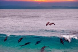 Dolphin social bonds