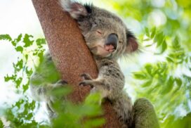 NSW koala recovery