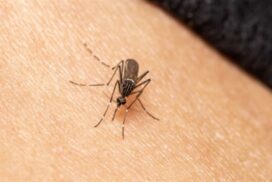 Mosquito-borne viruses NSW