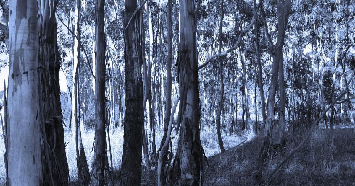 Australian forest mortality