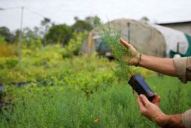 Reflections Brunswick Heads