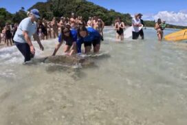 Loggerhead turtle release
