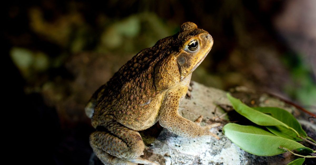 Tweed cane toad challenge