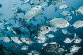 Ballina artificial reef location
