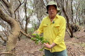 Casuarina Dunecare restoration