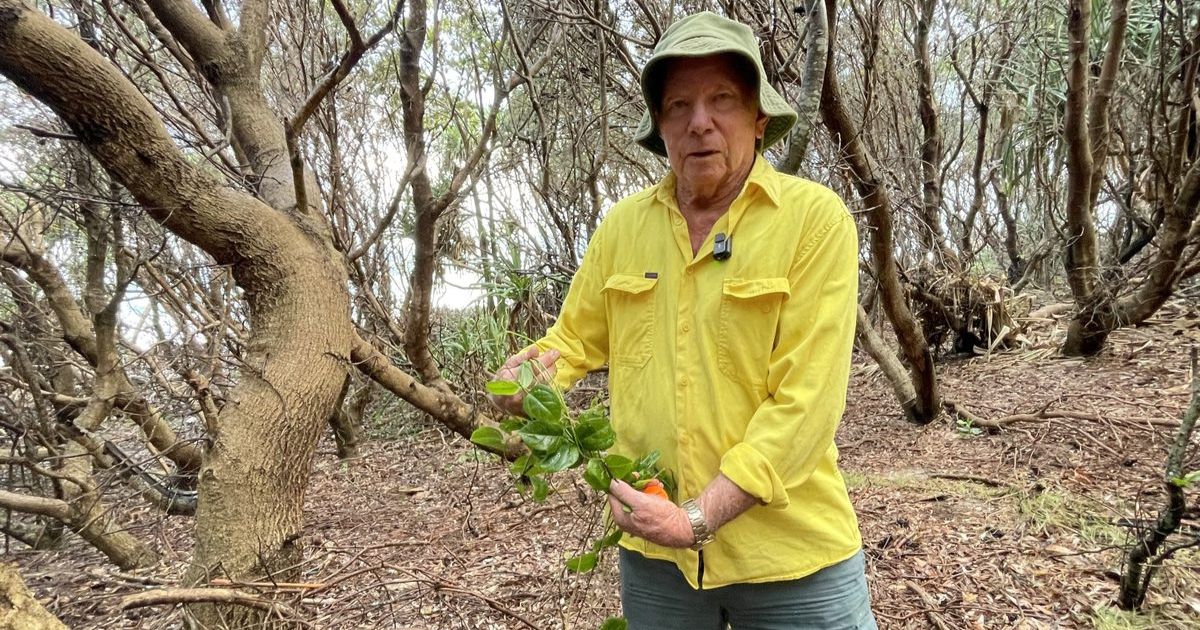 Casuarina Dunecare restoration