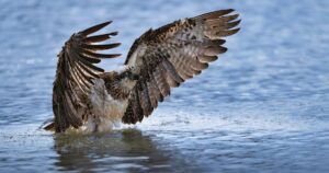 Osprey Photography Award