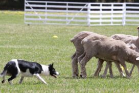Deans Marsh Sheep Dog Trials