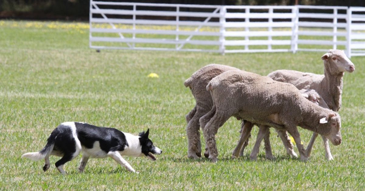 Deans Marsh Sheep Dog Trials