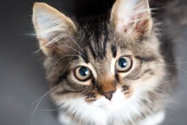 Cat Containment Discount